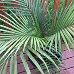 Ravenea rivularis 叶
