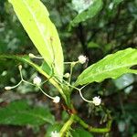 Psychotria alatipes Цвят