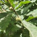 Quercus cerris Blad