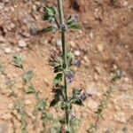 Mesosphaerum suaveolens Flower