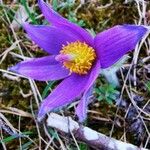 Anemone pulsatilla Kvet