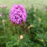 Anacamptis pyramidalis Fiore