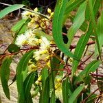 Eucalyptus leucoxylon Blomst