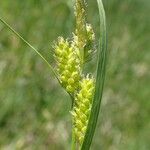 Carex pallescens Gyümölcs