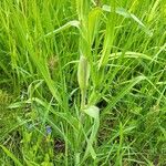 Tragopogon orientalis Leaf