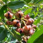 Coriaria myrtifolia Fruit