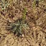 Plantago maritima عادت داشتن