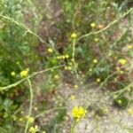 Hirschfeldia incana Květ