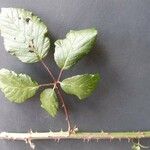 Rubus questieri Blad