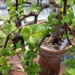 Portulacaria afra ഇല