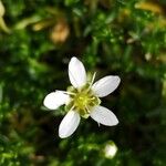 Moehringia ciliata Flower