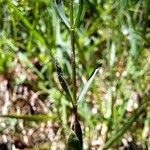 Linum catharticum Leaf