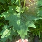 Arnoglossum atriplicifolium Leaf