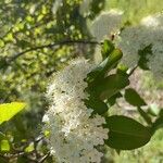 Viburnum prunifolium Květ