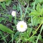 Bellis perennis Flower