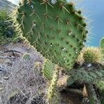 Opuntia oricola Fulla