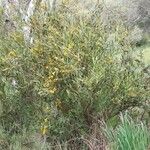 Daviesia latifolia Vekstform