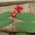 Maquira guianensis Leaf