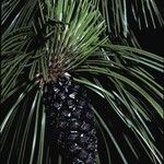 Pinus heldreichii Fruto