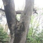 Celtis bungeana Bark