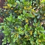 Aglaia odorata 葉