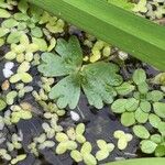 Ranunculus aquatilis ഇല