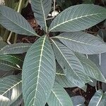 Sanchezia oblonga Leaf