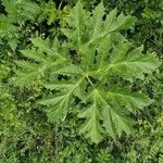 Heracleum sosnowskyi List