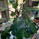 Philodendron quinquenervium Leht