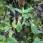 Commelina rufipes Leaf