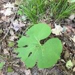 Sanguinaria canadensis Hostoa