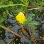 Neptunia oleracea Foglia