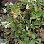 Asarina procumbens Habitus