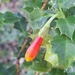 Desfontainia spinosa Flower