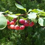 Berberis heteropoda Fruit