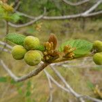 Guettarda scabra Fruit