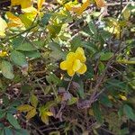 Jasminum mesnyi Flower