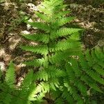 Dryopteris carthusiana Hoja