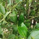 Citrus hystrix Blad