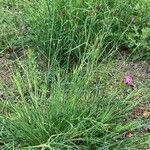 Dianthus carthusianorum Yaprak