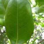 Chrysobalanus icaco Feuille