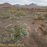 Limonium lobatum Hàbitat