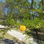 Vachellia farnesiana Floare