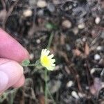 Andryala integrifolia फूल