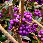 Callicarpa bodinieri Fruit