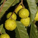 Clarisia biflora Meyve