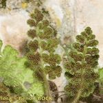 Asplenium hispanicum Otro