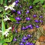 Lobelia erinusΦύλλο