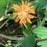 Agoseris aurantiaca Цветок