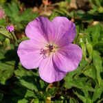 Geranium richardsonii Fiore